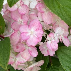 Meet your Posher, Hope